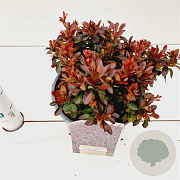 Berberis thunb. 'Bagatelle' 15-20 cm 2,5L