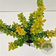 Berberis thunb. 'Maria' 25-30 cm 2,5L