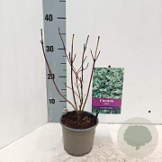 Cornus alba 'Elegantissima' 25-30 cm P12