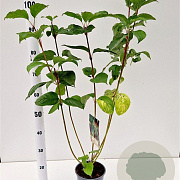 Cornus alba 'Sibirica' 40-50 cm 2,5L