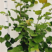 Corylus avellana 170-200 cm 10L
