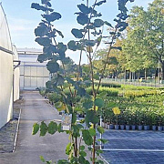 Corylus avellana 200-225 cm 20L