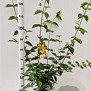 Cornus mas 100-125 cm 10L