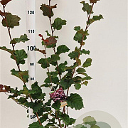 Corylus m. 'Purpurea' 125-150 cm 5,0L