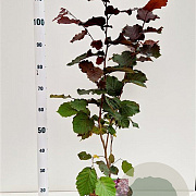 Corylus m. 'Purpurea' 80-100 cm 5,0L