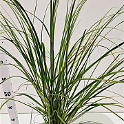 Cortaderia selloana 60-80 cm 4,0L