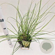 Cortaderia s. 'Pumila' gm 4,0L