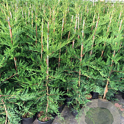 Cupressocyparis leylandii 100-125 cm 3,0L
