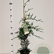 Cupressocyparis leylandii 60-80 cm 3,0L