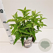 Deutzia scabra 30-40 cm 2,5L
