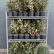 Elaeagnus ebb. 'Compacta' 40-50 cm 5,0L