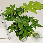 Fatsia japonica 40-50 cm 7,5L