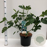 Ficus car. 'Brown Turkey' 40-50 cm 7,5L