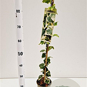 Hedera colchica 'Dentata Variegata' 70-80 cm rozenpot 2L