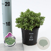 Hebe 'Cobb Valley' 10-15 cm C1
