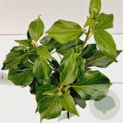Hedera colchica 'Fall Favourite' 25-30 cm 2,5L
