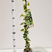 Hedera hel. 'Goldchild' 70-80 cm rozenpot 2L