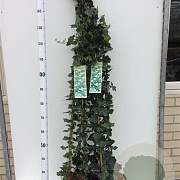 Hedera hibernica 100-125 cm 2,5L