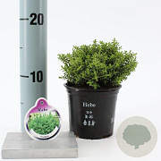 Hebe odora 10-15 cm C1
