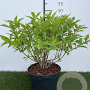 Hydrangea pan. 'Kyushu' 40-50 cm 3,0L