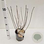 Hydrangea pan. 'Levana' 40-50 cm 2,5L