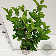 Hydrangea pan. Pinky Winky 30-40 cm 2,5L