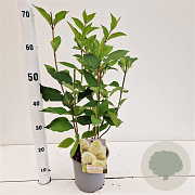 Hydrangea pan. Skyfall 30-40 cm 2,5L