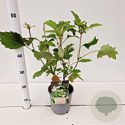 Hydrangea quercifolia 30-40 cm 2,5L