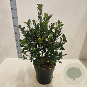 Ilex meserv. 'Blue Prince' 60-80 cm 6L