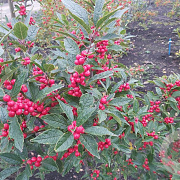 Ilex vert. 'Oosterwijk' 40-50 cm 2,5L