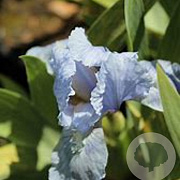 Iris (P) 'Blue Denim' GM P9