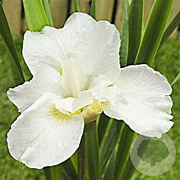 Iris sib. 'Swan in Flight' GM P9