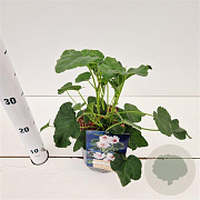 Lavatera 'Barnsley' GM 2,5L