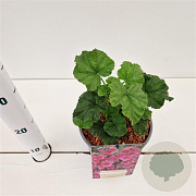 Lavatera 'Burgundy Wine' GM 2,5L