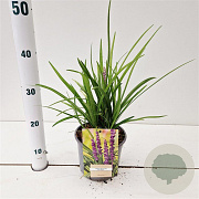 Liriope muscari 'Big Blue' 20-30 cm 2,0L/ES17