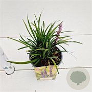 Liriope muscari 'Moneymaker' 20-25 cm 2,0L