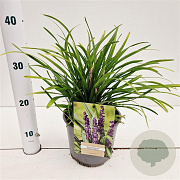 Liriope muscari 'Royal Purple' 20-25 cm 2,0L