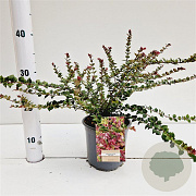 Lonicera nit. 'Red Tips' 20-30 cm C1.5
