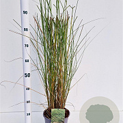Miscanthus sin. 'Gracillimus' 60-80 cm 4,0L