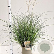 Miscanthus sin. 'Yaku Jima' 30-40 cm 4,0L