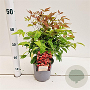 Nandina d. 'Aka' 25-30 cm 2,5L