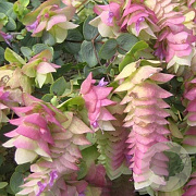 Origanum rot. 'Kent Beauty' GM P9