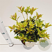 Osmanthus heter. 'Goshiki' 20-30 cm 2,5L