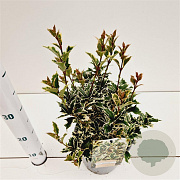 Osmanthus heter. 'Variegatus' 20-30 cm 2,5L