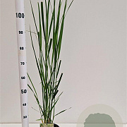 Panicum virgatum 'Northwind' 60-80 cm 2,5L