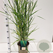 Panicum virgatum 'Prairie Sky' 60-80 cm 4,0L
