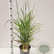 Panicum virgatum 'Rehbraun' 40-60 cm 4,0L