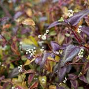 Persicaria micr. 'Silver Dragon' GM P9