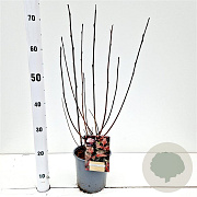 Physocarpus opulif. Lady in Red 30-40 cm 2,5L