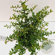 Pyracantha cocc. 'Red Cushion' 25-30 cm 2,5L